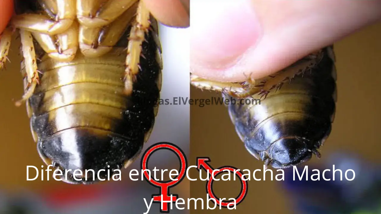 Diferencia Entre Cucaracha Macho Y Hembra Caracteristicas